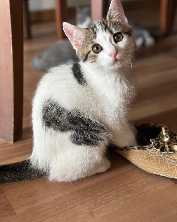 Happy Tails Veteriner Kliniği - 8. Fotoğraf