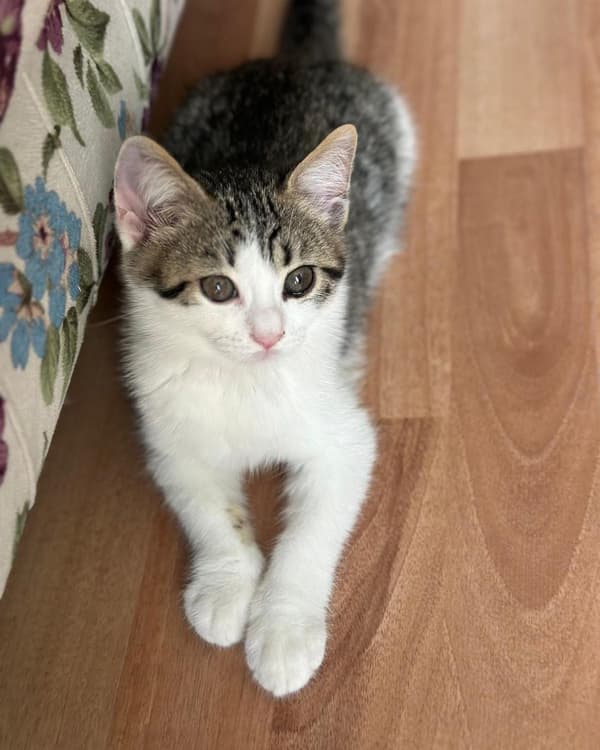 Happy Tails Veteriner Kliniği - 7. Fotoğraf Happy Tails Veteriner Kliniği - 7. Fotoğraf