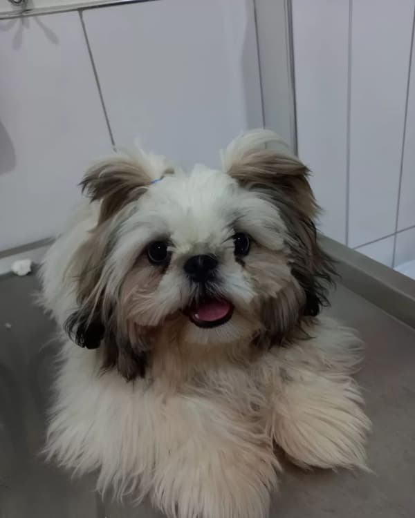 Happy Tails Veteriner Kliniği - 6. Fotoğraf