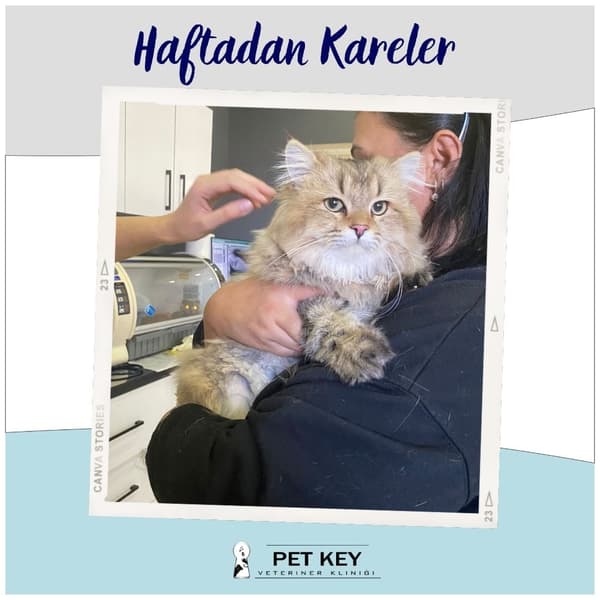 Pet Key Veteriner Kliniği - 4. Fotoğraf
