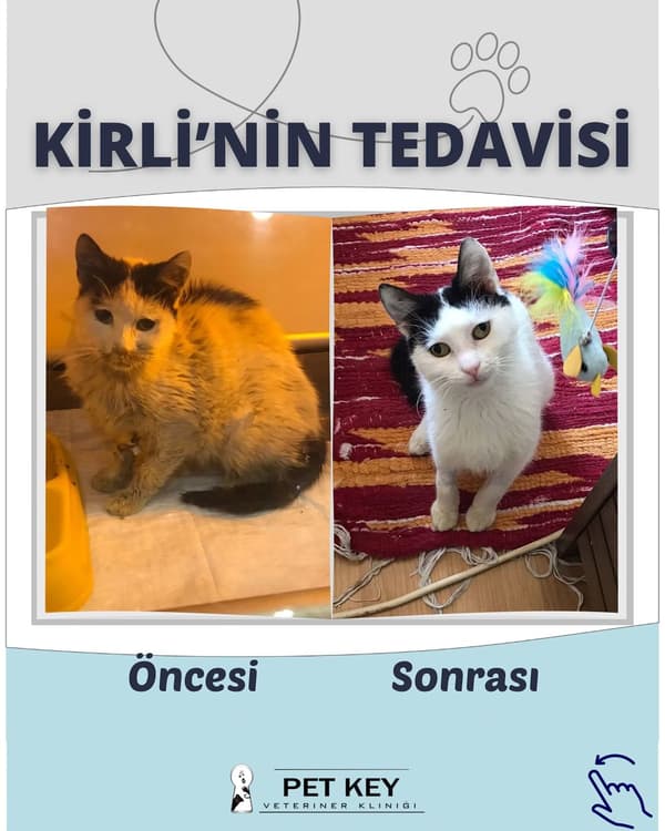 Pet Key Veteriner Kliniği - 8. Fotoğraf