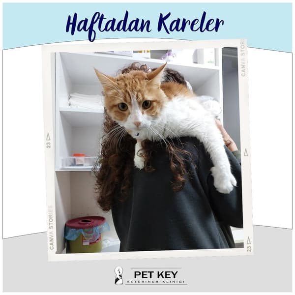 Pet Key Veteriner Kliniği - 6. Fotoğraf