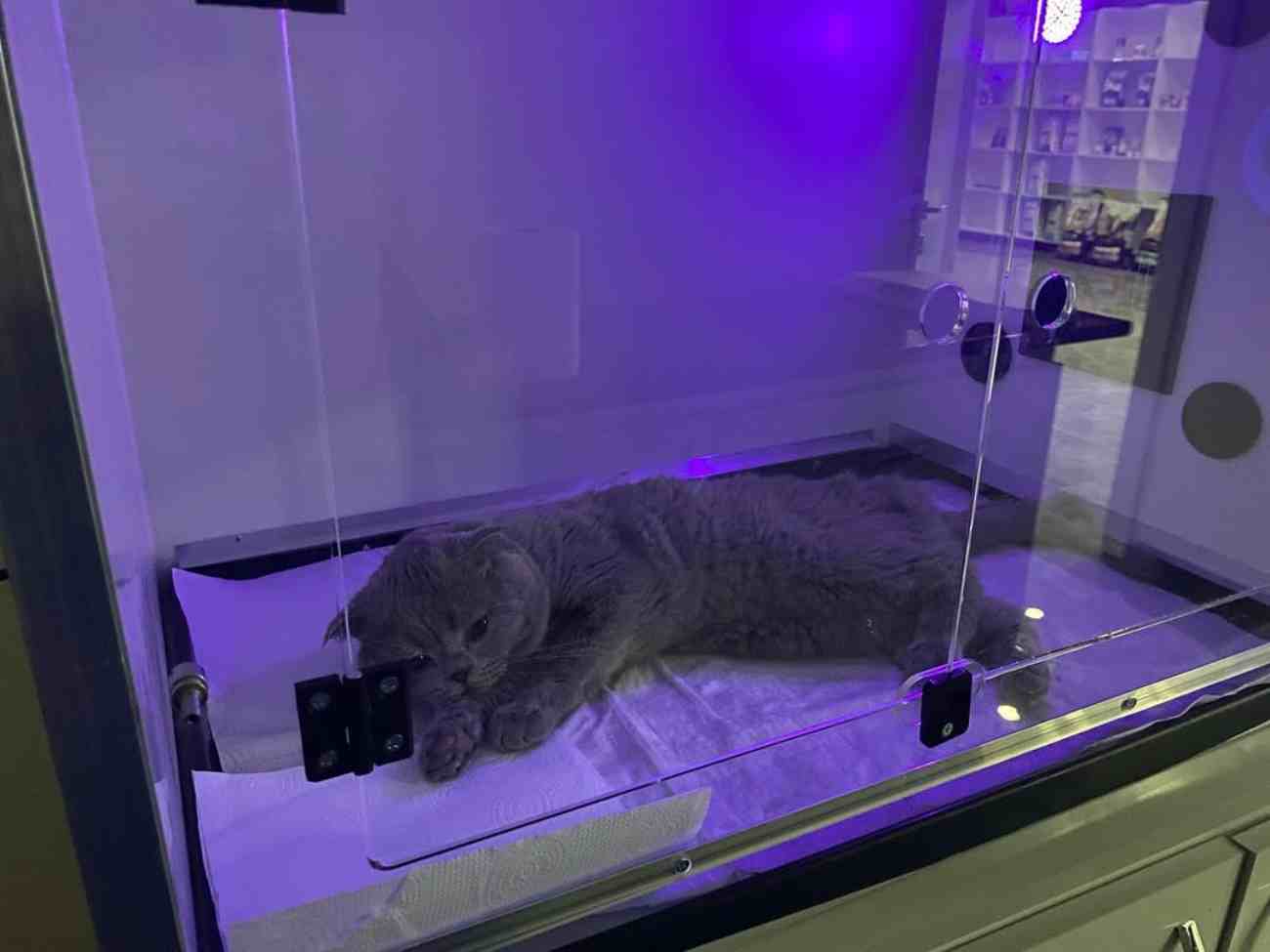 Keçiören Anavatan Veteriner Kliniği - 2. Fotoğraf