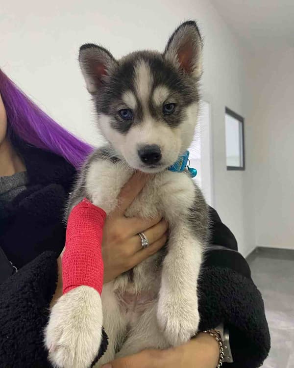 Keçiören Anavatan Veteriner Kliniği - 9. Fotoğraf Keçiören Anavatan Veteriner Kliniği - 9. Fotoğraf