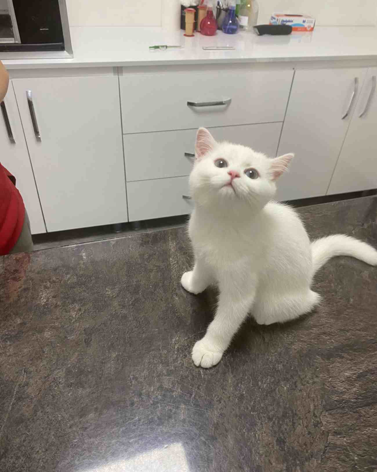 Keçiören Anavatan Veteriner Kliniği