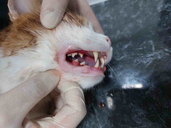 Keçiören Anavatan Veteriner Kliniği - 7. Fotoğraf