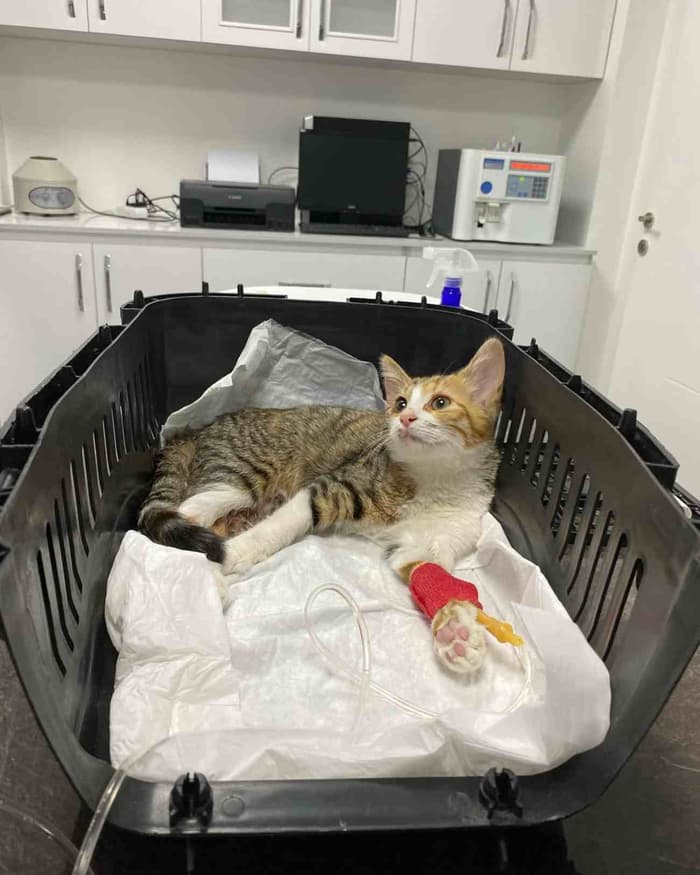 Keçiören Anavatan Veteriner Kliniği - 1. Fotoğraf