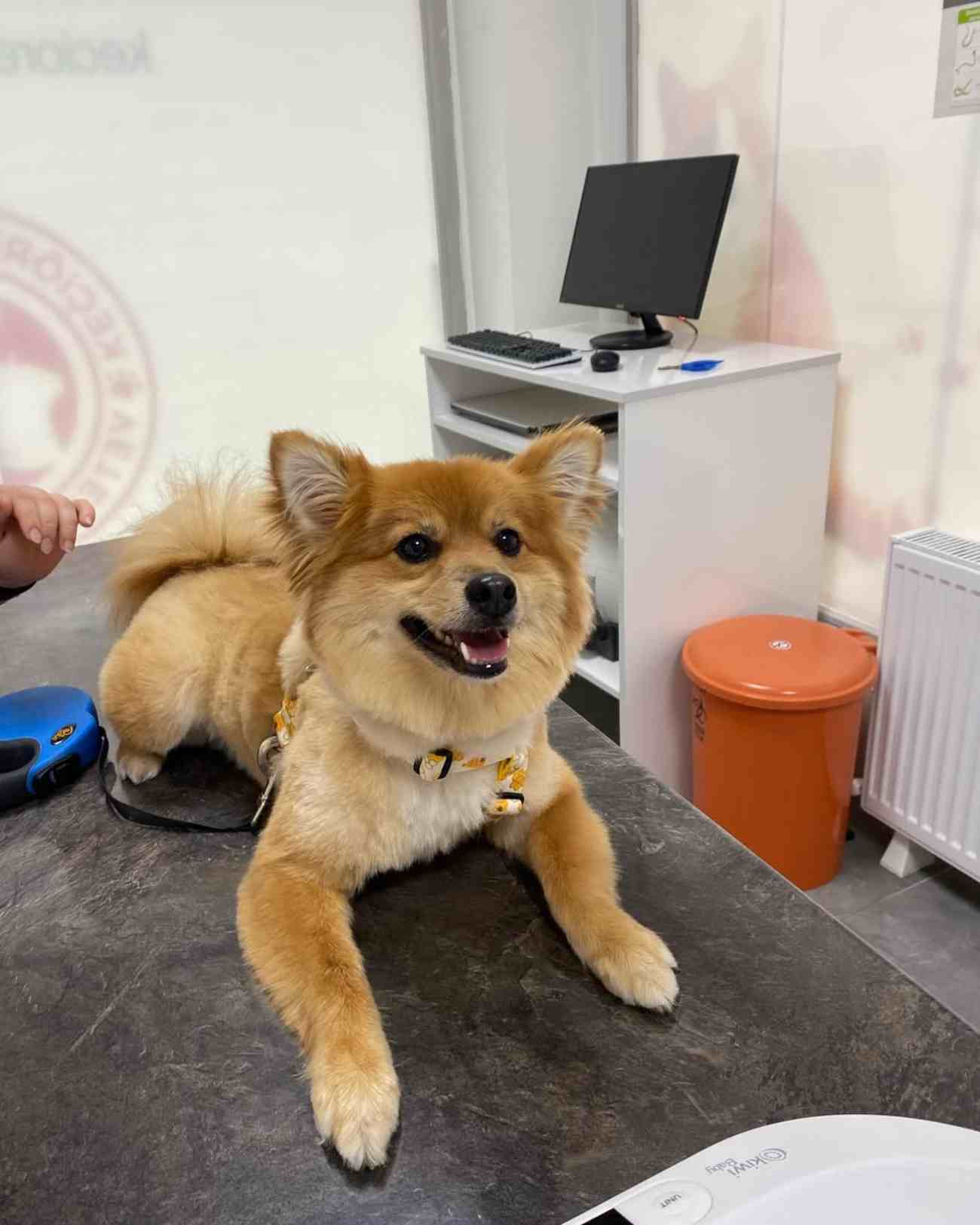 Keçiören Anavatan Veteriner Kliniği - 3. Fotoğraf