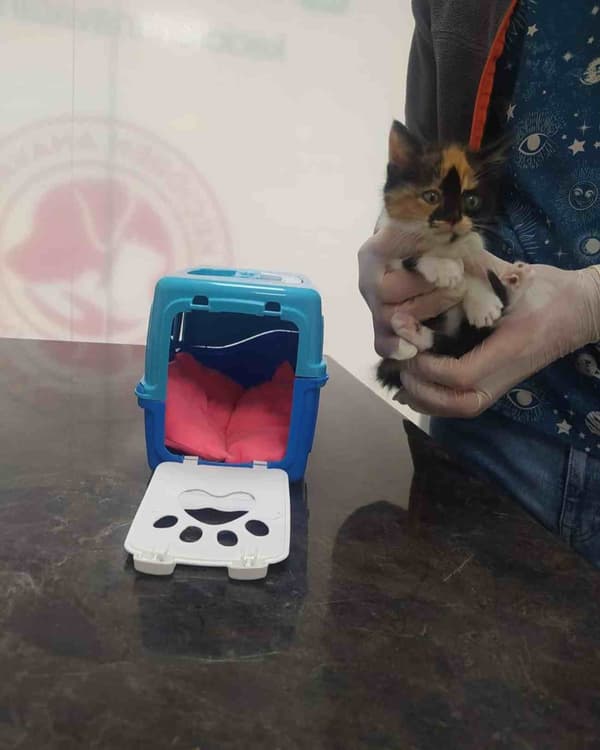 Keçiören Anavatan Veteriner Kliniği - 8. Fotoğraf Keçiören Anavatan Veteriner Kliniği - 8. Fotoğraf