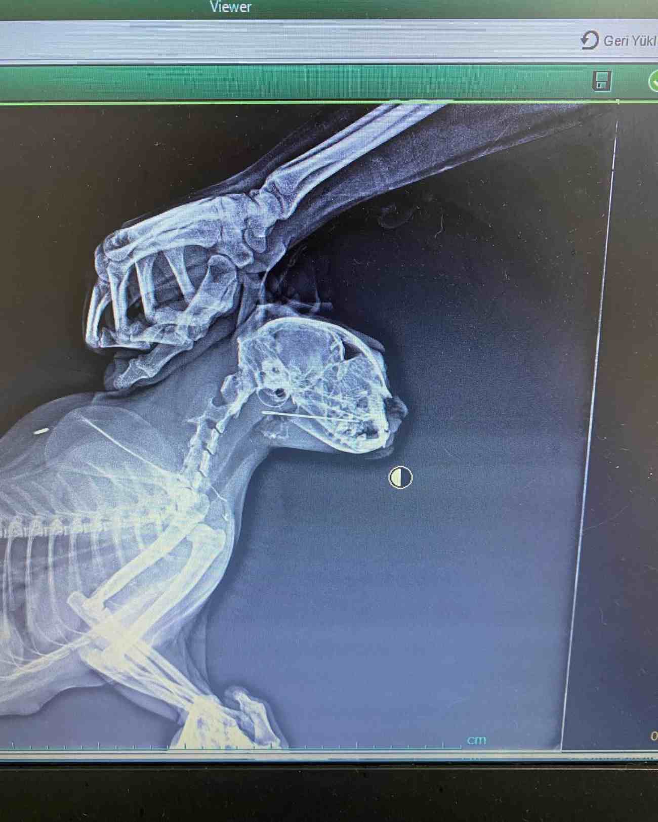 Keçiören Anavatan Veteriner Kliniği - 4. Fotoğraf