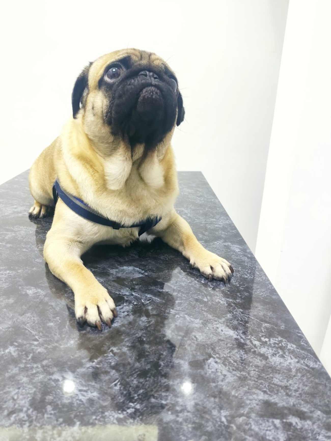 Keçiören Pınarbaşı Veteriner Kliniği