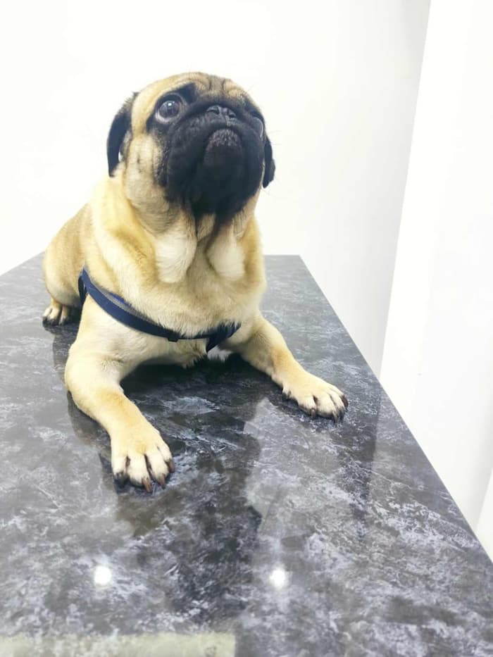 Keçiören Pınarbaşı Veteriner Kliniği - 5. Fotoğraf