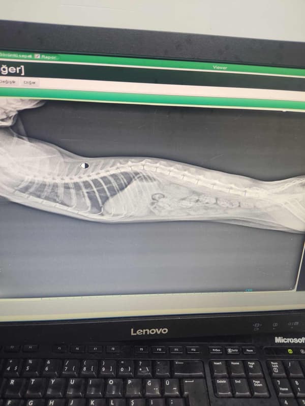 Keçiören Pınarbaşı Veteriner Kliniği - 8. Fotoğraf