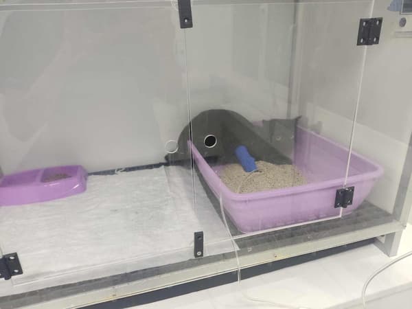 Keçiören Pınarbaşı Veteriner Kliniği - 3. Fotoğraf Keçiören Pınarbaşı Veteriner Kliniği - 3. Fotoğraf