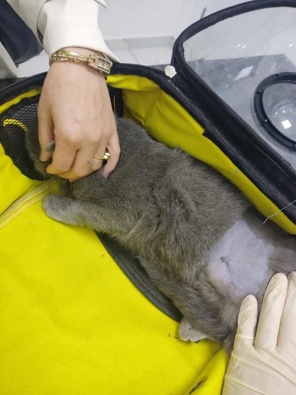 Keçiören Pınarbaşı Veteriner Kliniği - 6. Fotoğraf