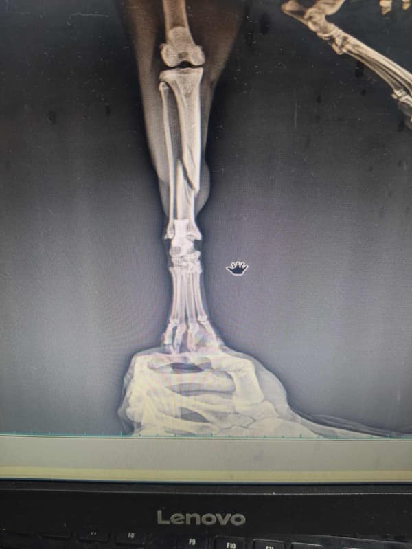 Keçiören Pınarbaşı Veteriner Kliniği - 9. Fotoğraf