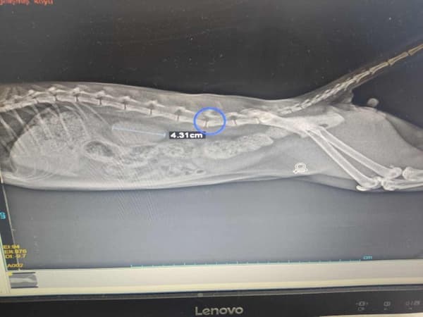 Keçiören Pınarbaşı Veteriner Kliniği - 7. Fotoğraf