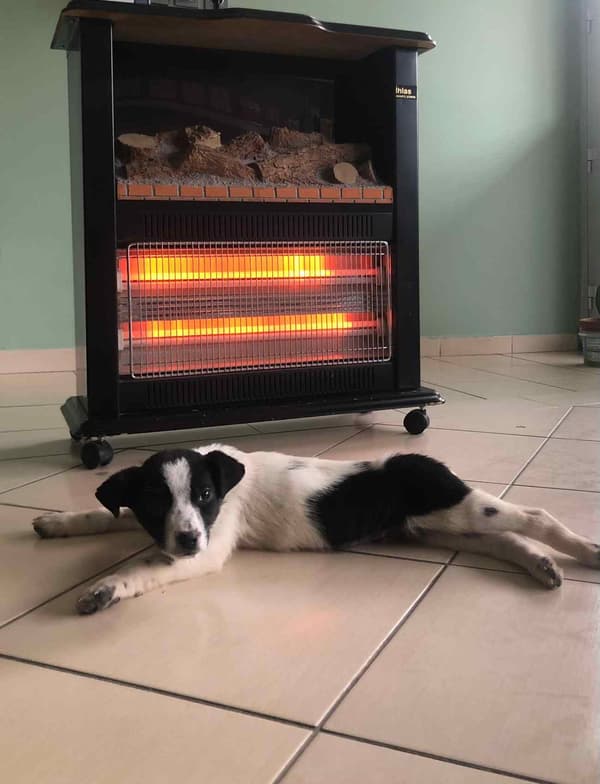 Bozkır Veteriner Kliniği - 7. Fotoğraf Bozkır Veteriner Kliniği - 7. Fotoğraf