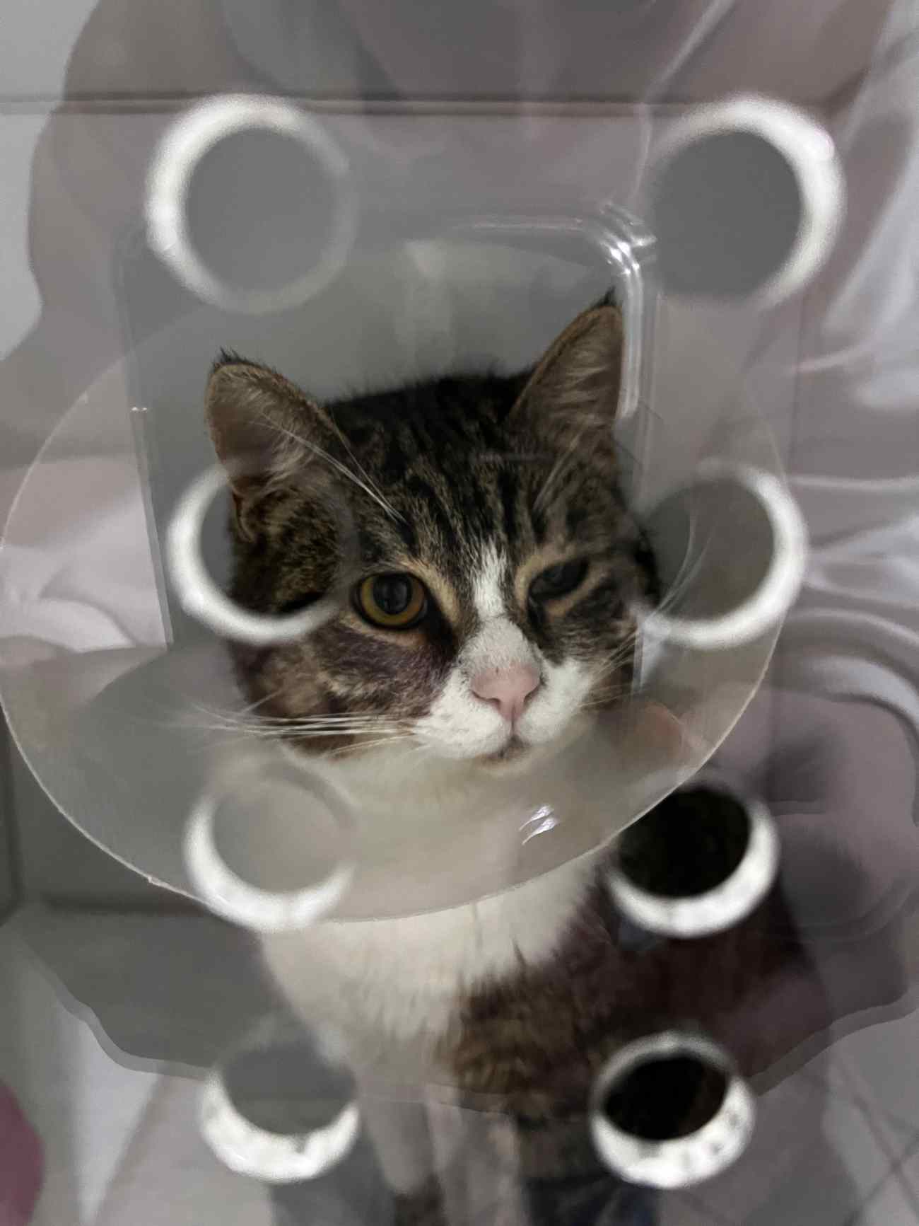 Bozkır Veteriner Kliniği - 4. Fotoğraf