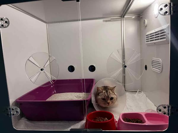 Bozkır Veteriner Kliniği - 5. Fotoğraf