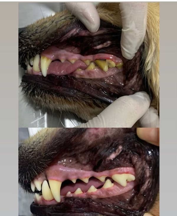 WesthaFort Veteriner Kliniği - 7. Fotoğraf WesthaFort Veteriner Kliniği - 7. Fotoğraf