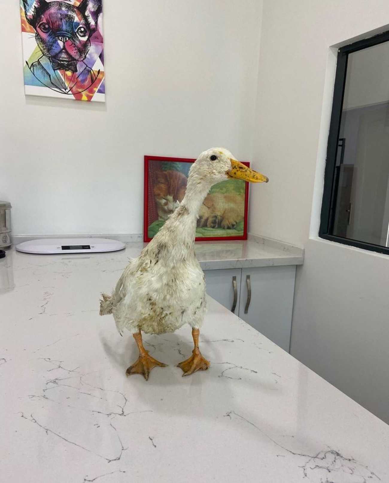 WesthaFort Veteriner Kliniği