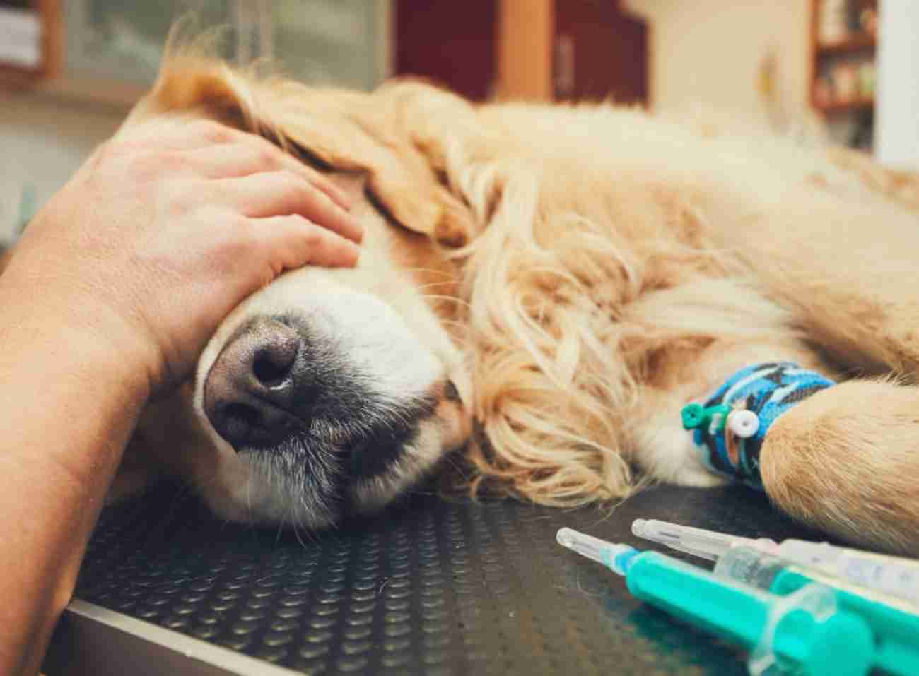 WestVet Hayvan Hastanesi