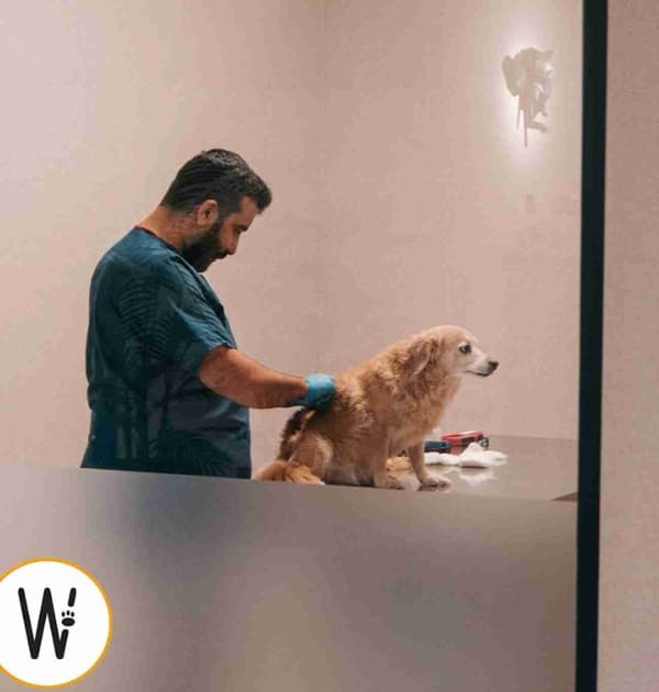 WestVet Hayvan Hastanesi - 5. Fotoğraf