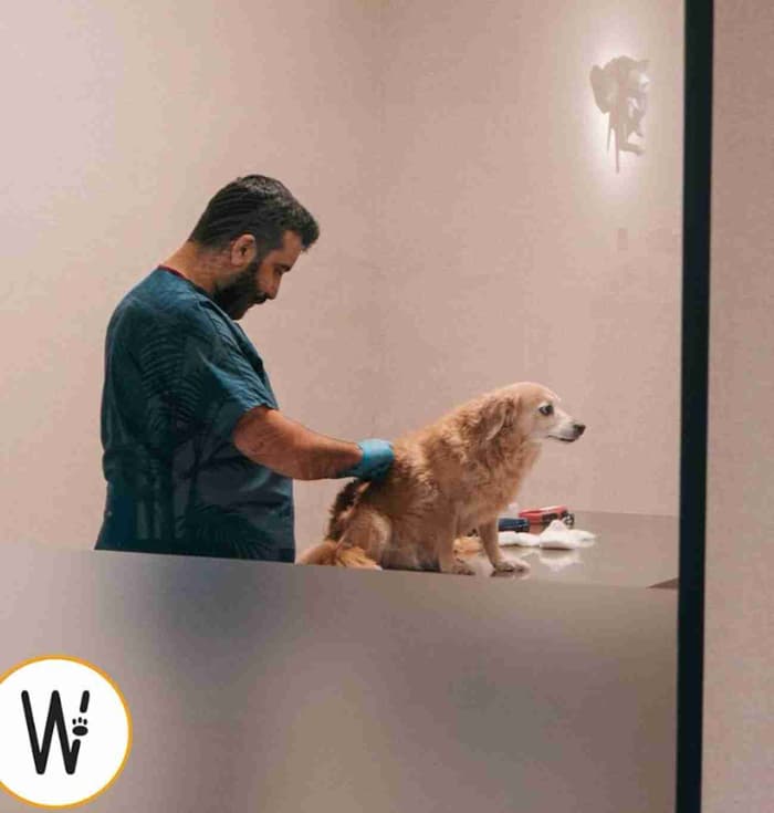 WestVet Hayvan Hastanesi - 5. Fotoğraf
