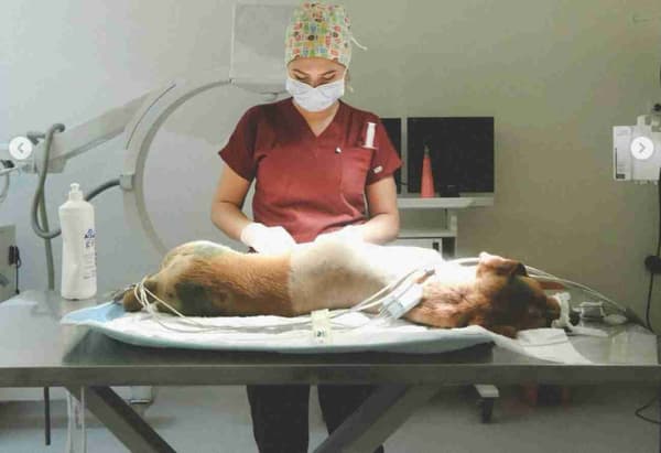 WestVet Hayvan Hastanesi - 1. Fotoğraf
