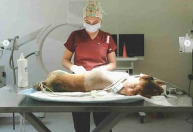 WestVet Hayvan Hastanesi