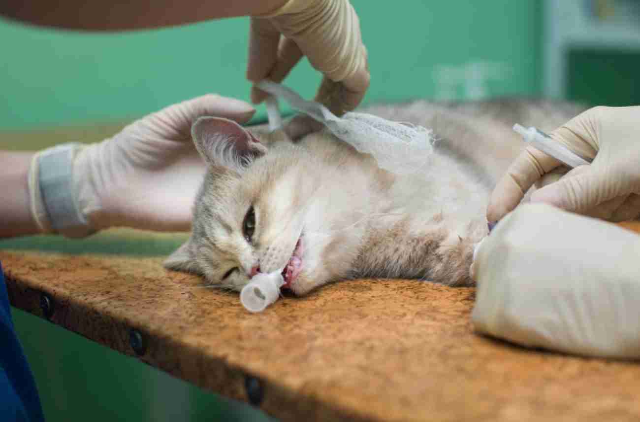 WestVet Hayvan Hastanesi - 4. Fotoğraf