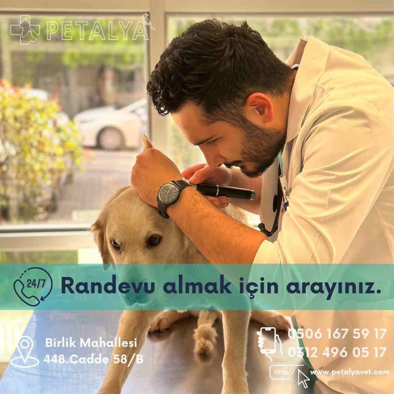 Petalya Veteriner Kliniği - Birlik Mahallesi Mekanları - 3. Fotoğraf
