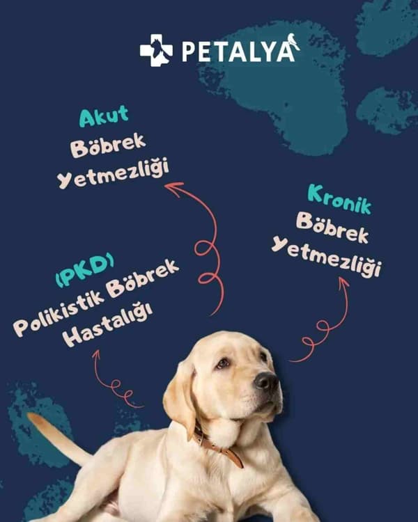 Petalya Veteriner Kliniği - 9. Fotoğraf