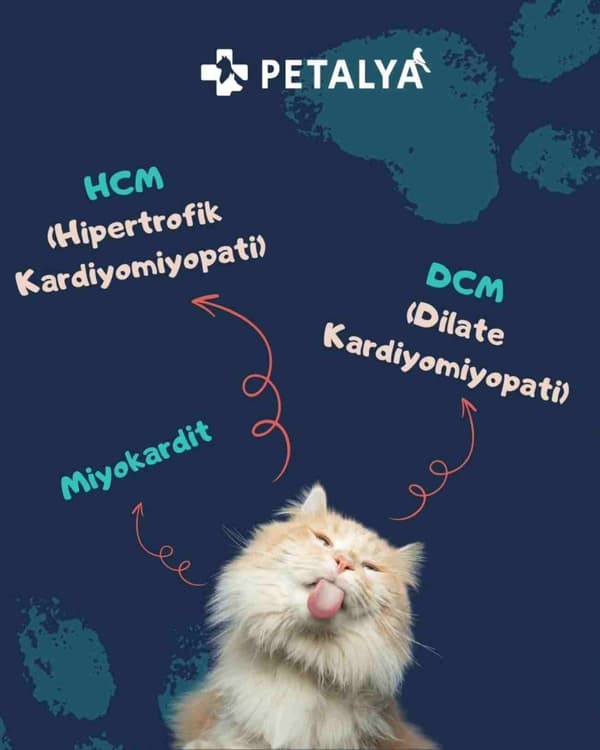 Petalya Veteriner Kliniği - 8. Fotoğraf